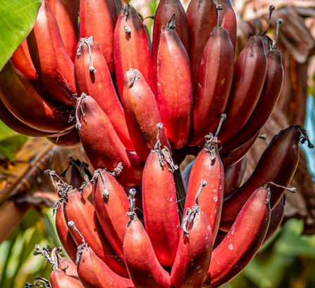 Red Banana
